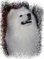 /album/cidri-fenykepalbum/cid-keret-jpg/